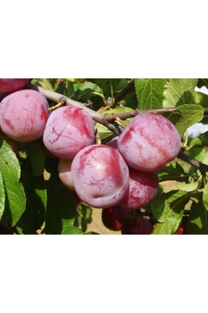 Prunus Renkloda Althana – середній сорт