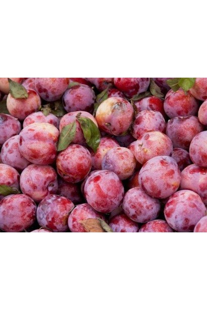 Ренклод Альтана – сорт для саду та кухні