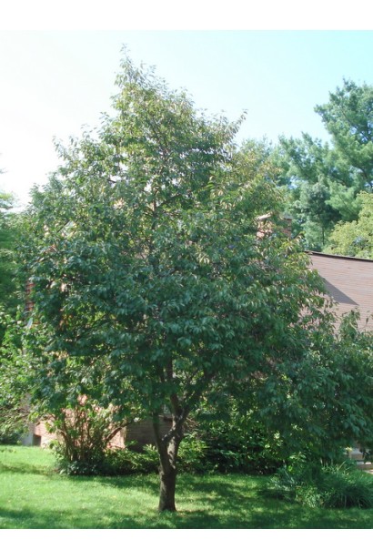 Дерево сливи в саду