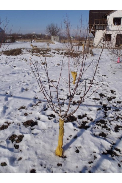 Prunus Stanley – осінній сорт сливи