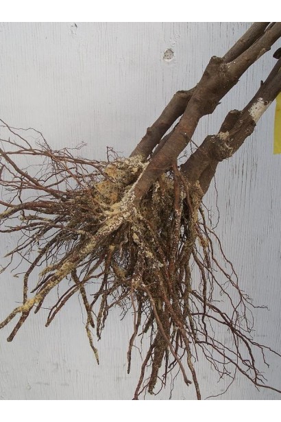 Саджанець сливи з голим коренем