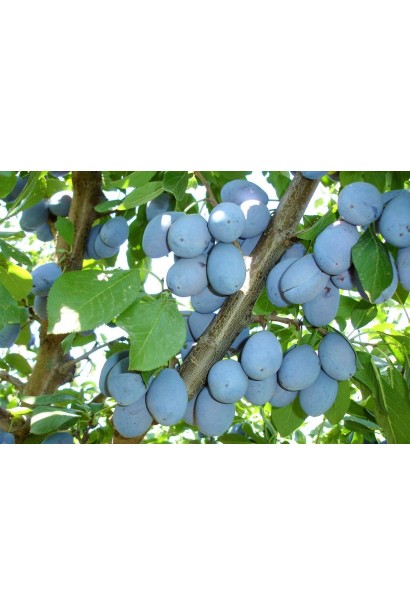 Слива домашня Стенлей (осіння)