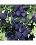 Слива домашняя Стенлей (осенняя) | Слива домашня Стенлей (осіння) | Prunus domestica Stanley