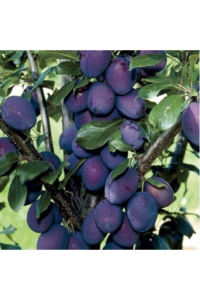 Соковита і солодка слива Стенлей