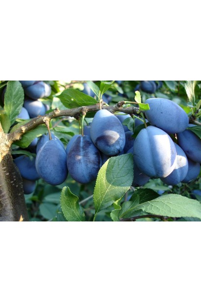 Prunus Stanley – плоди з насиченим смаком