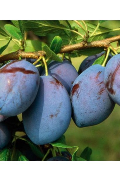 Стиглі сливи Стенлей на дереві