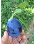 Слива домашня Стенлей (осіння) | Слива домашняя Стенлей (осенняя) | Prunus domestica Stanley