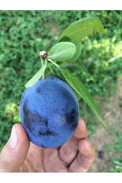 Соковиті плоди сливи Стенлей крупним планом