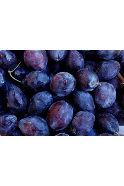 Осінній урожай сливи Стенлей