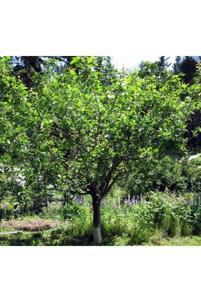 Дерево сливы Чачакская поздняя в саду.
