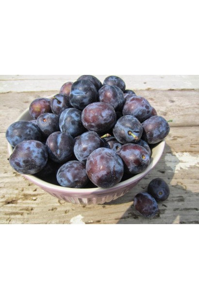 Урожай сливы Чачакская поздняя