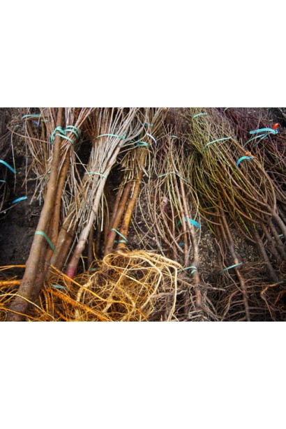 Слива домашняя Чачакская поздняя