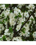 Слива домашня Чачакська пізня | Prunus domestica Chachak Later | Слива домашняя Чачакская поздняя