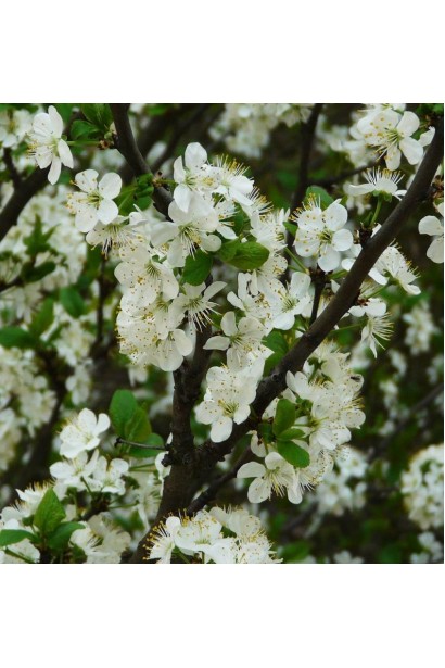 Цвет сливы Чачакская