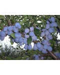 Слива домашняя Чачакская поздняя | Слива домашня Чачакська пізня | Prunus domestica Chachak Later