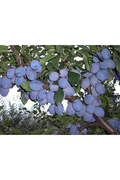 Слива домашняя Чачакская поздняя