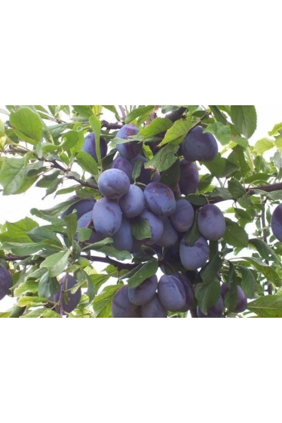 Чачакская поздняя – поздний сорт сливы