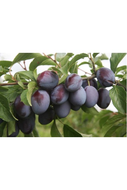 Сочная слива Чачакская поздняя