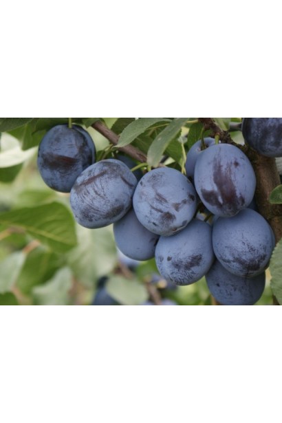 Слива Чачакская поздняя на ветке