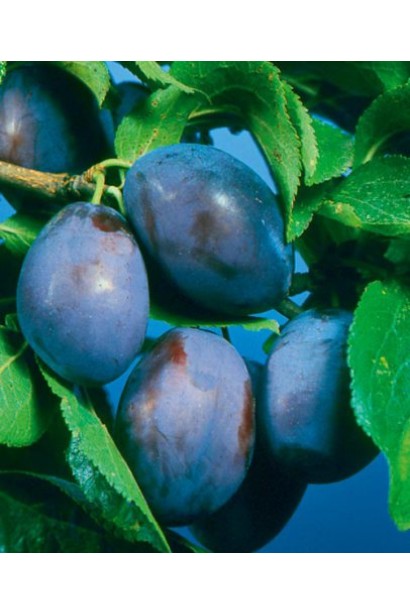 Prunus Chachak Later – темно-фиолетовые плоды