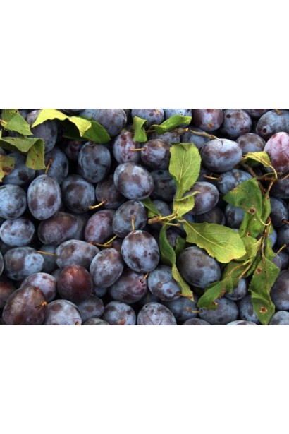 Слива Чачакская поздняя – осенний сорт