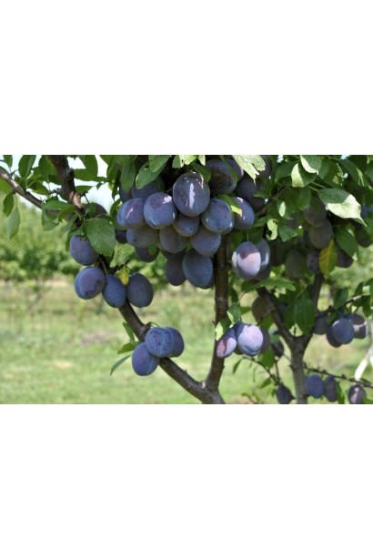 Слива Чачакська рання – літній сорт