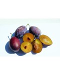 Слива домашня Чачакська рання | Слива домашняя Чачакська ранняя | Prunus domestica Chachak Early