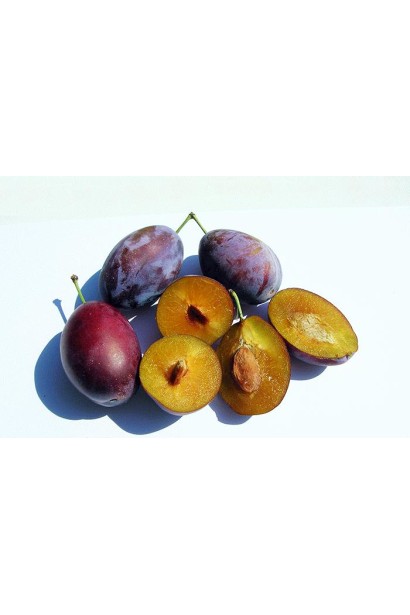 Соковита слива Чачакська рання