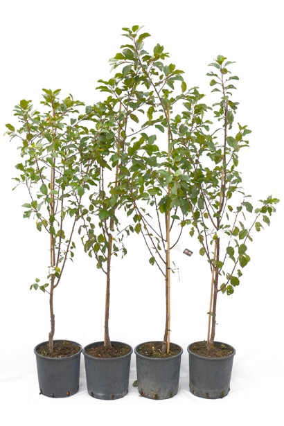 Саджанці в контейнері сливи чачнської