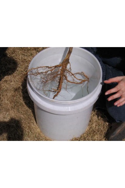 Саджанець сливи чачнської