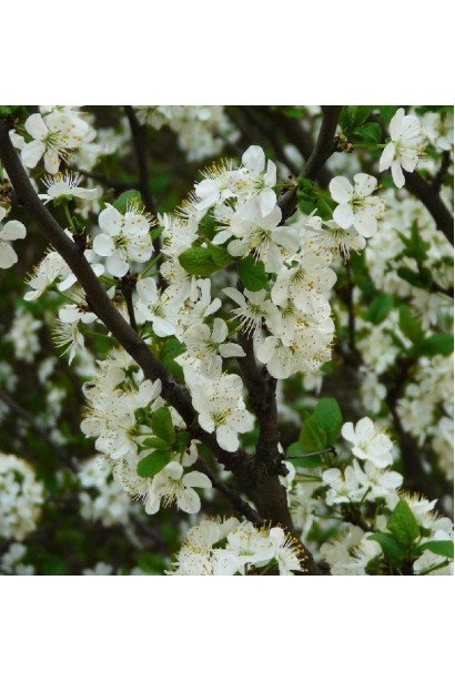Цвітіння сливи Чачакська
