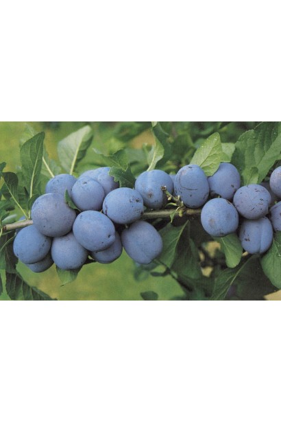 Слива Чачакська рання – смачний і соковитий фрукт