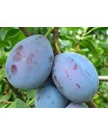 Слива домашняя Чачакская ранняя | Слива домашня Чачакська рання | Prunus domestica Chachak Early