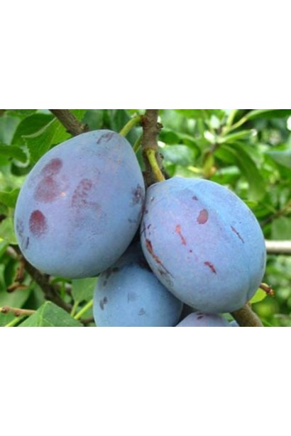 Чачакська рання – ранній сорт сливи