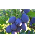 Слива домашня Чачакська рання | Слива домашняя Чачакська ранняя | Prunus domestica Chachak Early
