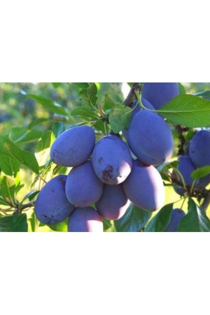 Гілка сливи Чачакська рання з плодами