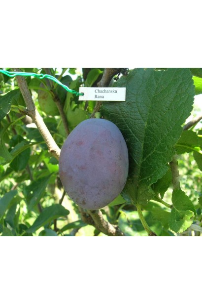 Слива Чачакська рання – солодкий літній смак