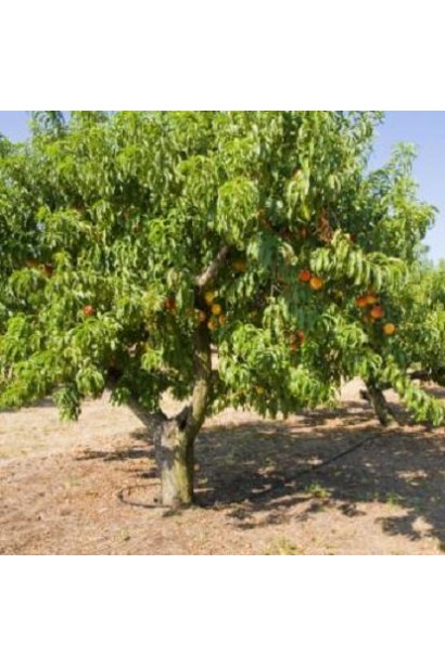 Дерево персика "Колінз" з компактною кроною і стабільним урожаєм.