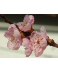 Персик домашний Коллинз (ранний) | Персик домашній Колінз (ранній) | Prunus persica Collins