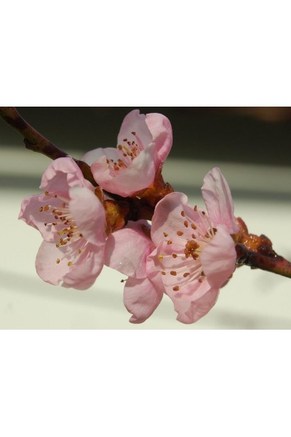 Квітучий персик "Колінз" у період весняного розквіту.