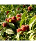 Персик домашній Колінз (ранній) | Персик домашний Коллинз (ранний) | Prunus persica Collins