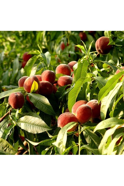 Ніжно-рожеві квіти персика "Колінз" прикрашають весняний сад.