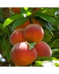 Персик домашний Коллинз (ранний) | Персик домашній Колінз (ранній) | Prunus persica Collins