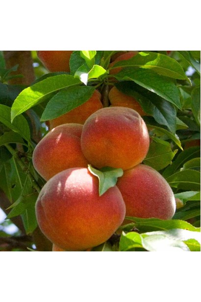 Персик "Колінз" — округлі плоди з рум’яною та оксамитовою шкіркою.