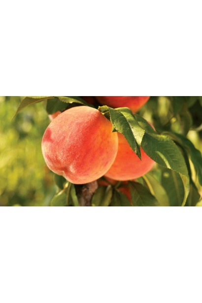 Персик "Колінз" — округлі плоди з рум’яною та оксамитовою шкіркою.