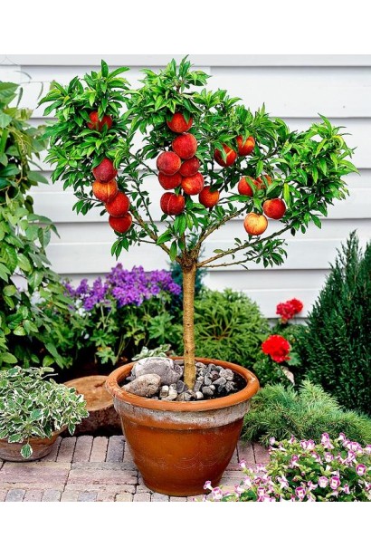 Дерево персика "Колінз" з компактною кроною і стабільним урожаєм.