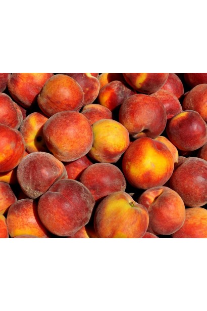 Ранній сорт персика "Колінз" — плоди з насиченим ароматом і солодким смаком.