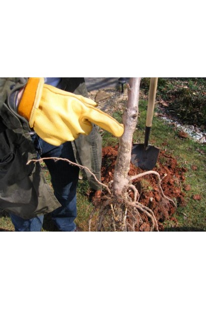 Персик Сувенір — саджанець із відкритою кореневою системою