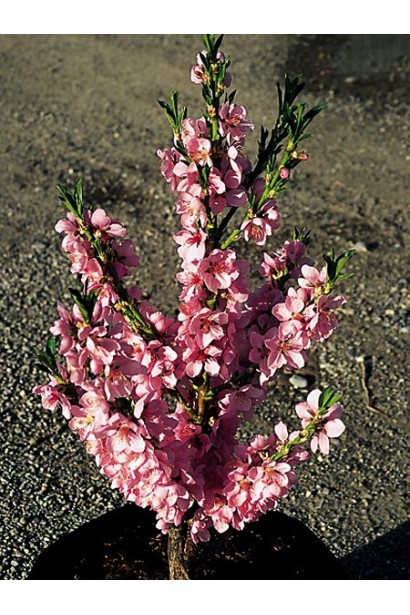 Колоновидна форма дерева Сувенір дозволяє економити простір, не жертвуючи врожаєм.