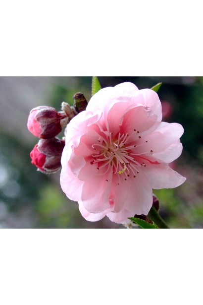 Персик Сувенір в період цвітіння розцвітає яскравими рожевими квітами